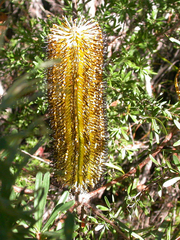 Banksia cunninghamii