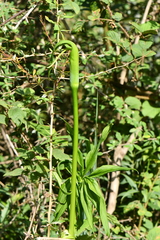 Arisaema