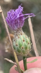 Centaurea stoebe