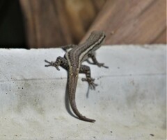 Lygodactylus capensis