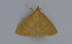 Ecpyrrhorrhoe puralis