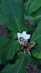 Magnolia macrophylla ashei