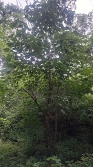 Gyrocarpus jatrophifolius