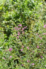 Indigofera