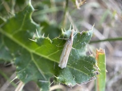 Crambus