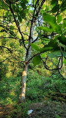 Magnolia macrophylla ashei