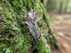 Clavulina cinerea
