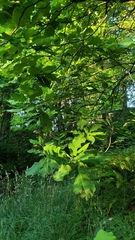 Magnolia macrophylla ashei