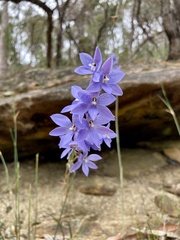 Thelymitra ixioides