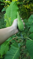 Magnolia macrophylla ashei