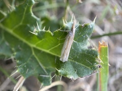 Crambus