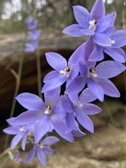 Thelymitra ixioides
