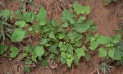 Physalis hederifolia