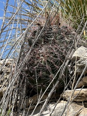 Hamatocactus hamatacanthus hamatacanthus