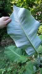 Magnolia macrophylla ashei