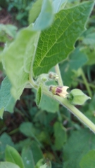 Physalis grisea