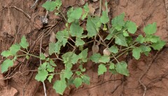 Physalis hederifolia