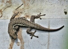 Lygodactylus capensis