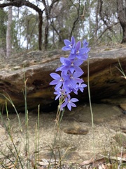 Thelymitra ixioides