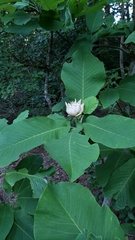 Magnolia macrophylla ashei