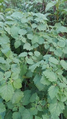 Physalis grisea
