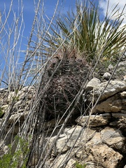Hamatocactus hamatacanthus hamatacanthus