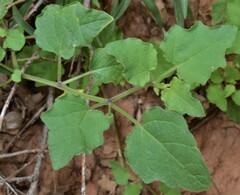 Physalis hederifolia
