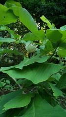 Magnolia macrophylla ashei