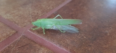 Copiphorini