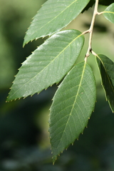 Quercus oblongata