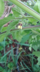 Physalis grisea