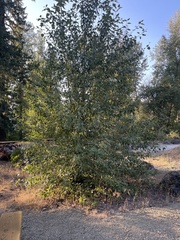 Populus trichocarpa