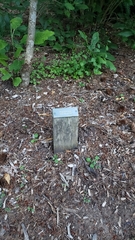 Magnolia macrophylla ashei