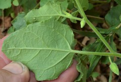 Physalis hederifolia