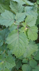 Physalis grisea