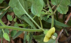 Physalis hederifolia