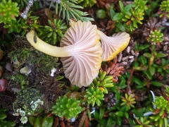 Chromosera