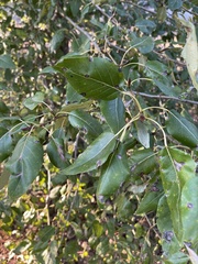 Populus trichocarpa