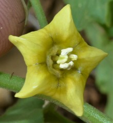 Physalis hederifolia