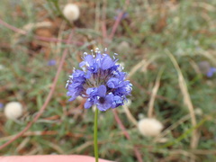 Gilia capitata chamissonis