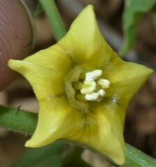 Physalis hederifolia