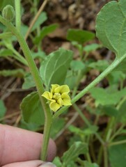 Physalis hederifolia