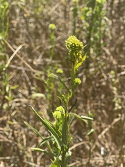 Euthamia occidentalis