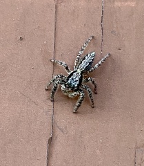 Platycryptus californicus