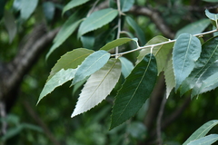 Quercus oblongata