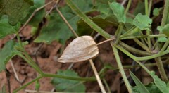 Physalis hederifolia