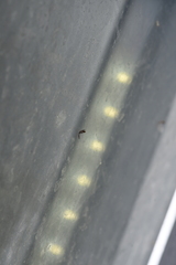 Baetidae