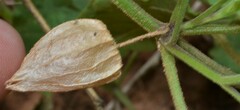 Physalis hederifolia