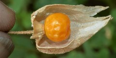 Physalis hederifolia