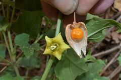 Physalis hederifolia